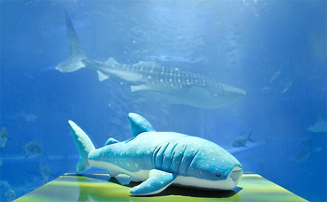 ジンベエザメのぬいぐるみ