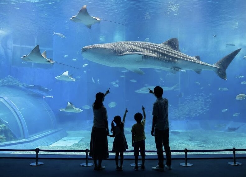 大阪・海遊館の巨大水槽でジンベエザメを見上げる