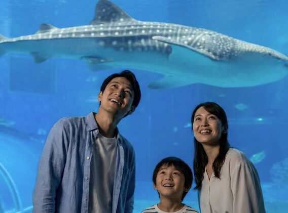 海遊館の巨大水槽でジンベエザメ