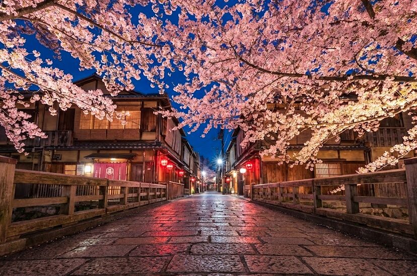 春の祇園白川ライトアップと桜の見頃時期