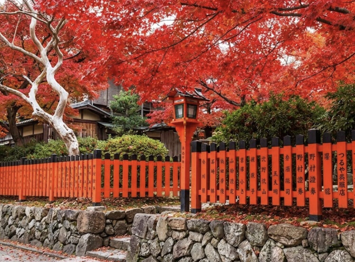 秋の紅葉と柳が彩る祇園白川の風景美